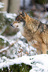 Grauwolf