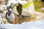 Grauwolf