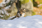 Grauwolf Portrait