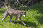 laufender Grauwolf