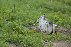 liegender Grauwolf