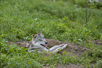 liegender Grauwolf