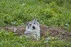 liegender Grauwolf