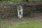 laufender Grauwolf