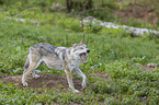 stehender Grauwolf