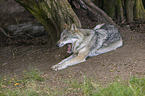 liegender Grauwolf