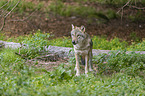 stehender Grauwolf