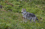 stehender Grauwolf
