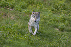 rennender Grauwolf