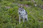 stehender Grauwolf