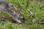 Grauwolf