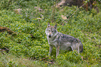stehender Grauwolf