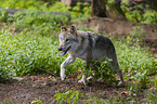 laufender Grauwolf