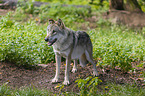stehender Grauwolf