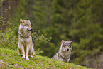 Grauwolf
