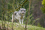 Grauwolf