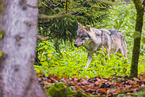 Grauwolf
