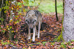 Grauwolf
