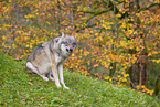 Grauwolf