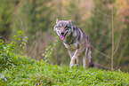 Grauwolf