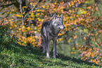 Grauwolf