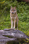 Grauwolf