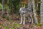 Grauwolf