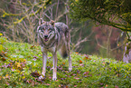 Grauwolf
