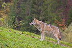 Grauwolf