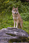 Grauwolf