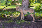 Grauwolf