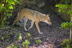Grauwolf