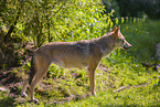 Grauwolf