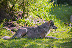 Grauwolf