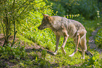 Grauwolf