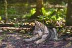 Grauwolf