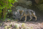 Grauwolf