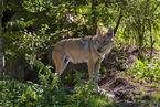 Grauwolf