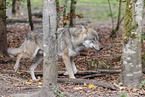 Grauwolf