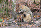 Grauwolf