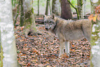 Grauwolf