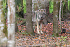 Grauwolf