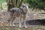 Grauwolf