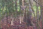 Grauwolf