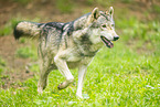 Grauwolf