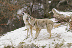 Grauwolf