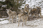 Grauwolf
