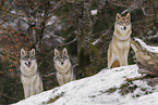 Grauwolf