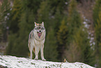 Grauwolf