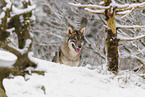 Grauwolf